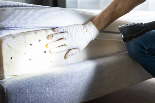 Best Wasp Removal Services  in Hammond, WI