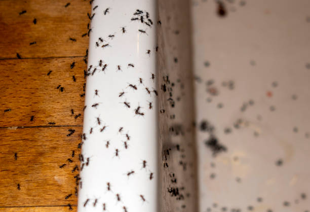 Best Residential Pest Control  in Hammond, WI
